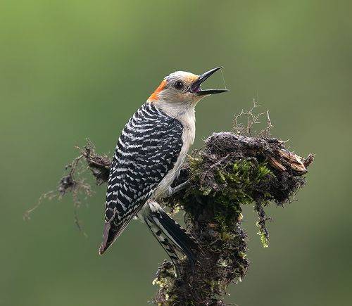 Red-bellied Woodpecker - Каролинский меланерпес