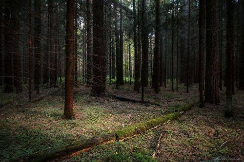 Сказки таёжного леса