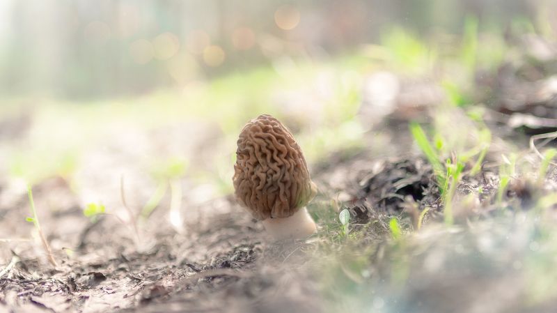 Сморчок - первый Весенний гриб и Самый Вкусный!