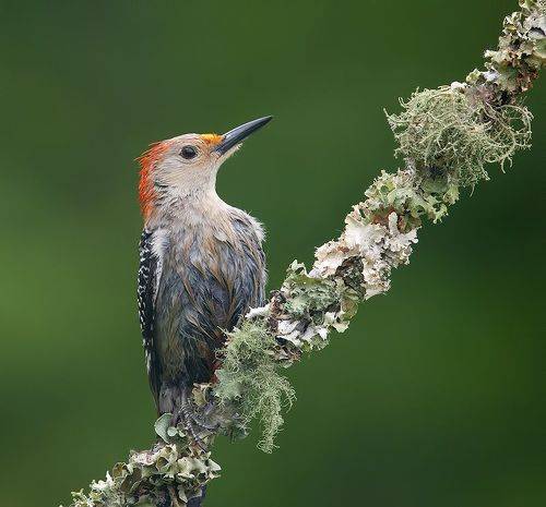 Red-bellied Woodpecker -Каролинский меланерпес