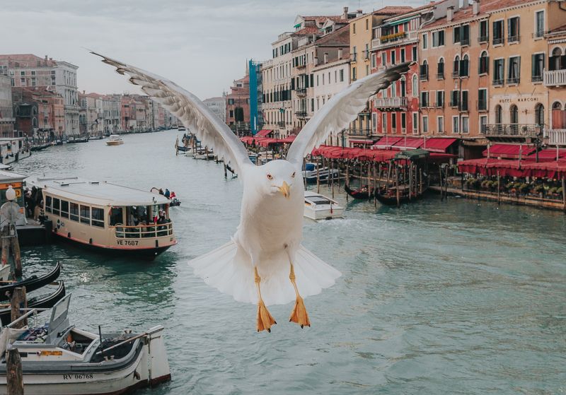 Венецианская чайка