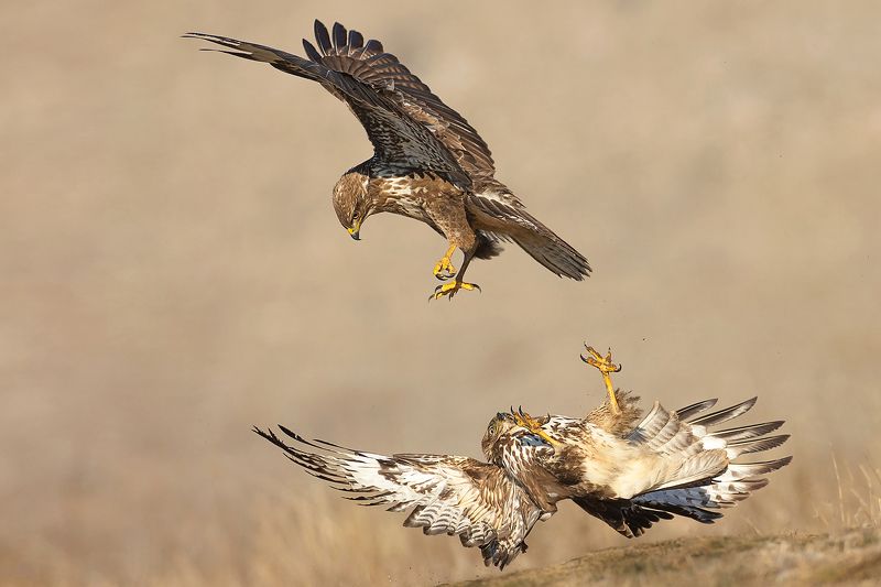 Buteo buteo