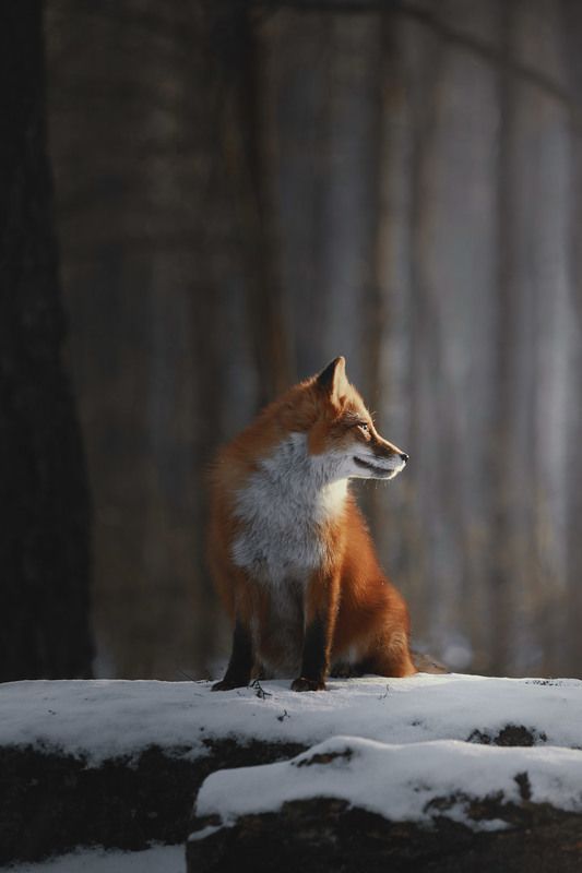 Fox in aurora