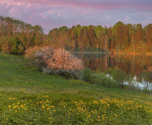 Дикая яблонька на берегу озера в Тверской области.