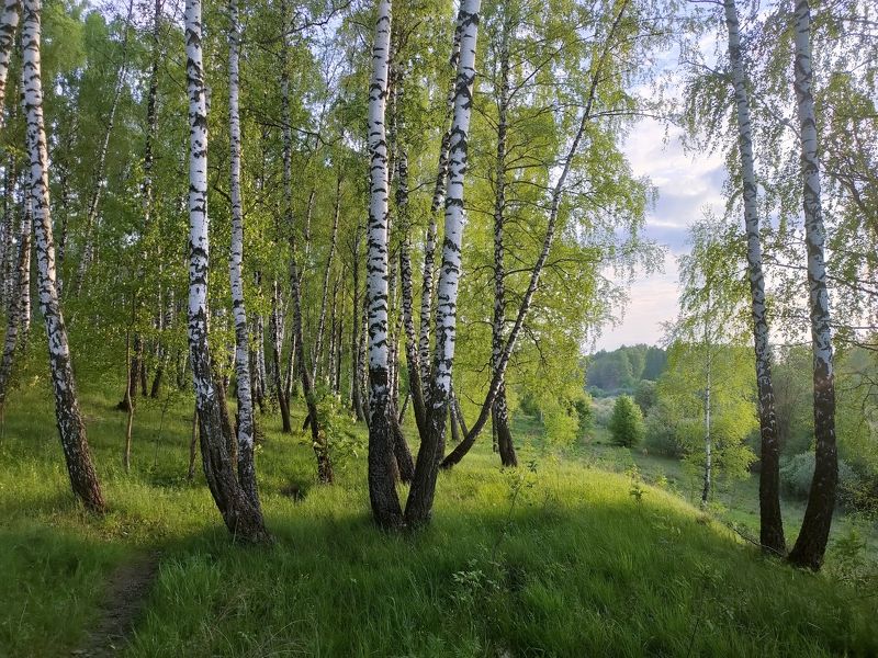 Погода на 10 дней в роще. Березовая роща. Березовая роща панорама. Березовая роща фото. Березовая роща к 9 мая.