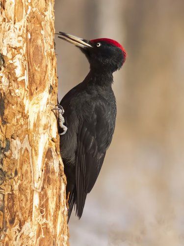 Black woodpecker.