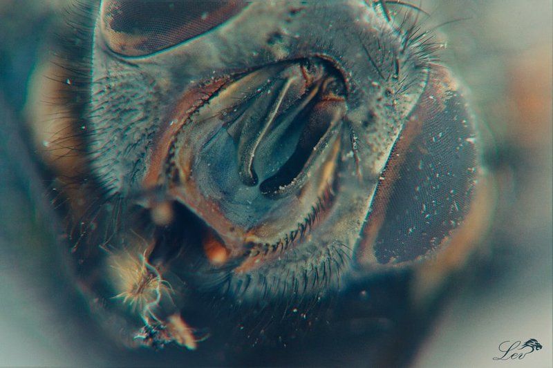 Муха, цветное фото, супер, макро, ужасы, насекомые, ЦЦ, журчалка, Fly , color photo , super macro , horror , insects, CC , hoverfly Мухphoto preview