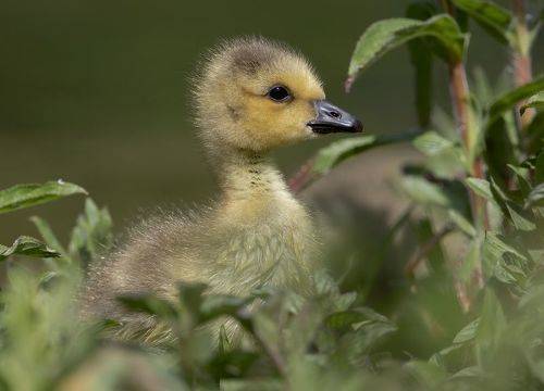 Canada Goose gosling
