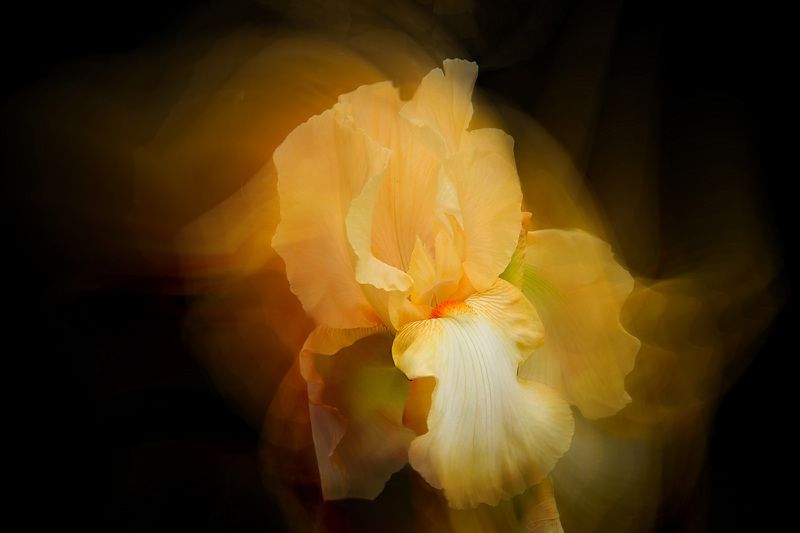 - yellow iris - a beautiful garden flower on black background
