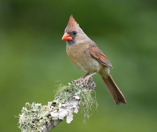 Northern Cardinal, female - Красный кардинал, самка