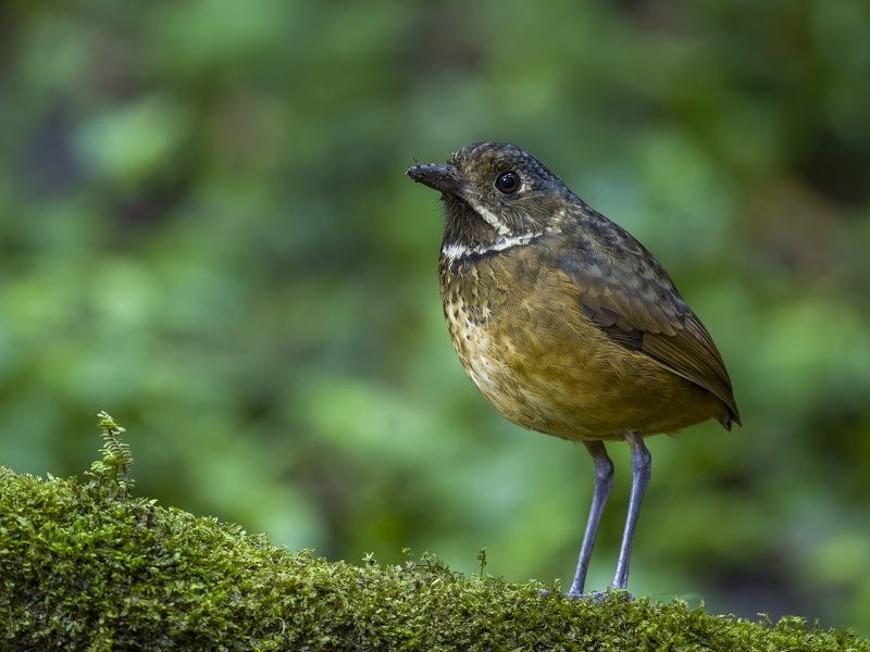 Scaled Antpitta