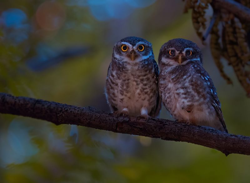 Spotted owlets