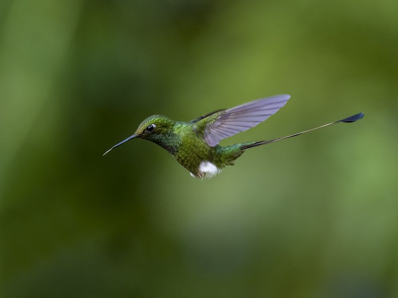 White-booted Racket-tail