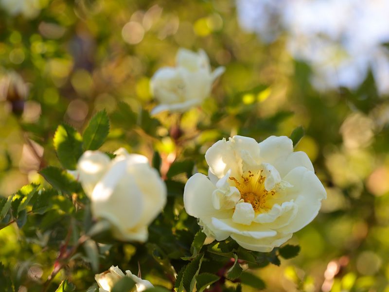 - white roses in the summer sunset