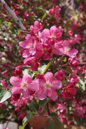 Розовая весна