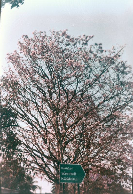 Basant Rani - Indian Cherry Blossom