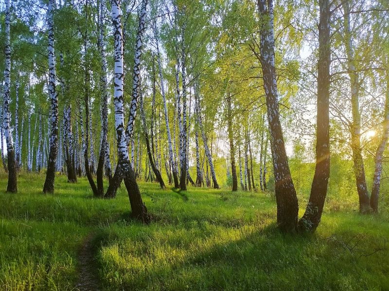 Погода на 10 дней в роще. Березовая роща. ПКИО Березовая роща Пушкино. Березовая роща панорама.