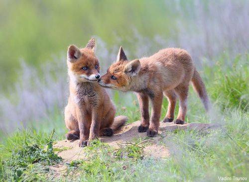 Little foxes