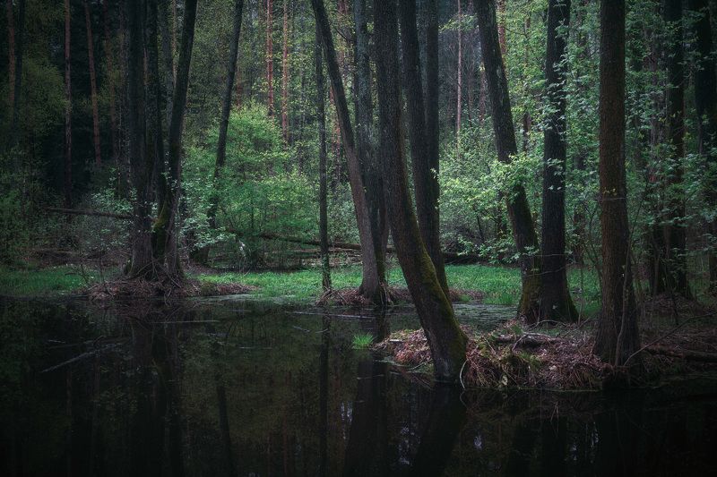 В весеннем лесу