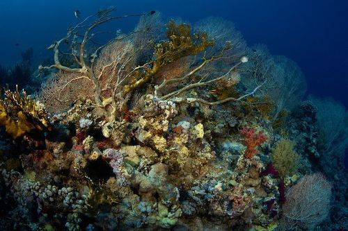 Рифы Красного моря