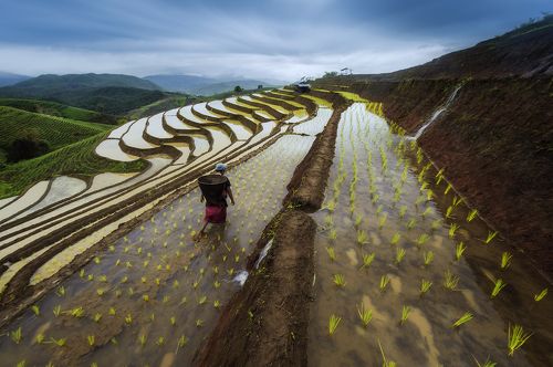 Terrace rice field