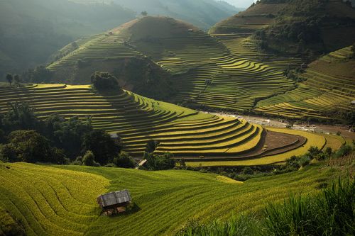 Rice terrace (vietnam)