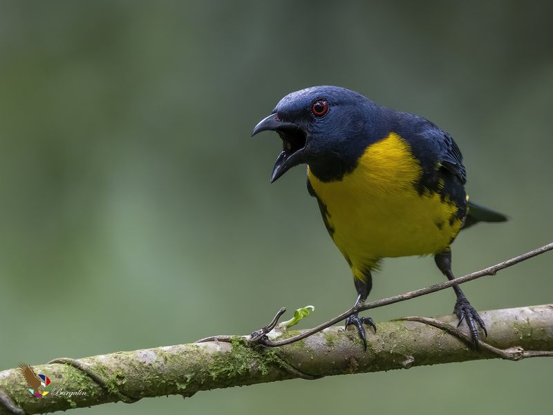 Blue-and-gold Tanager