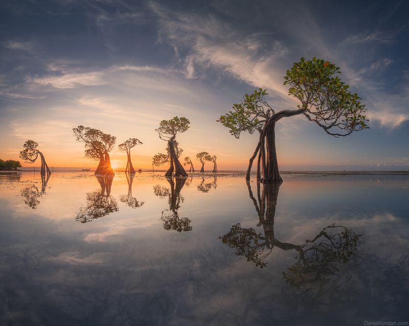 Dancing trees