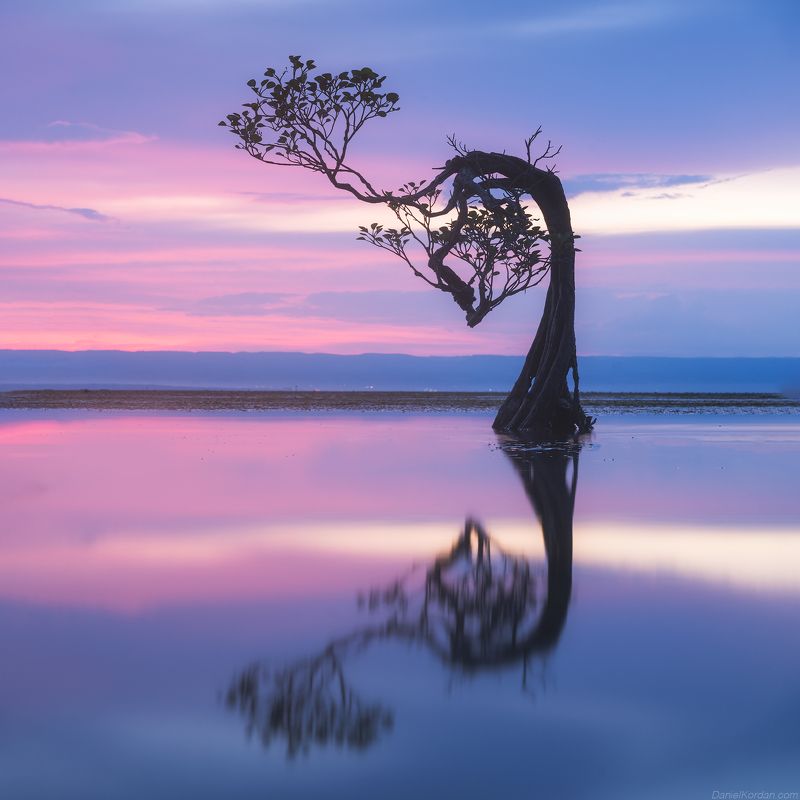 Dancing trees