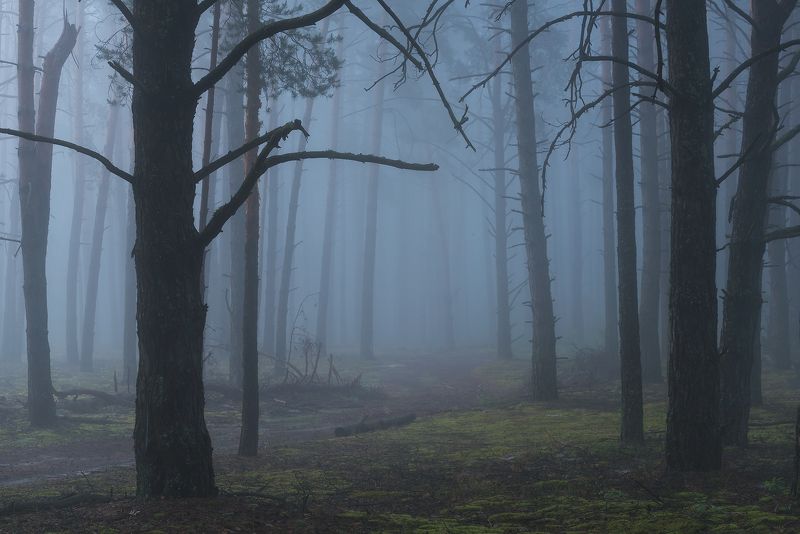По туманному лесу