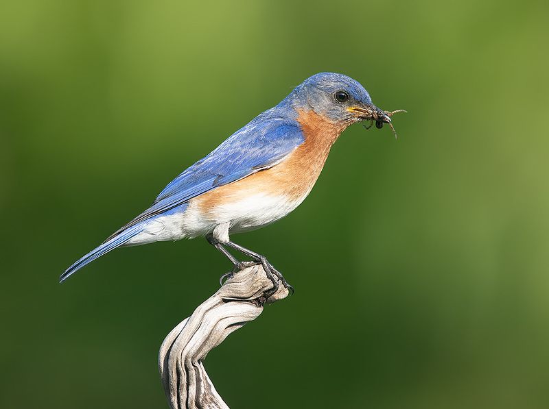 Eastern Bluebird, male - Восточная сиалия, самец