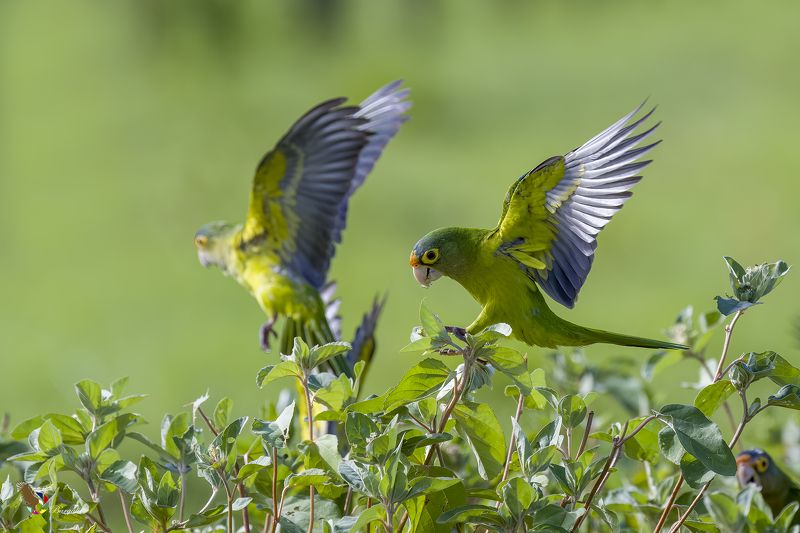 Orange-fronted Parakeet