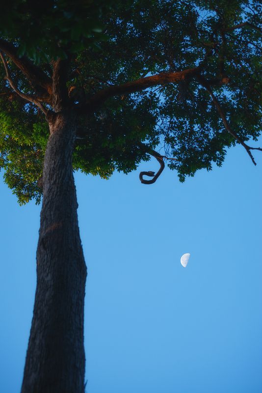 Луна и дерево. Минимализм