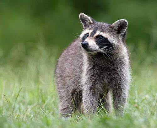 Raccoon - Енот- полоскун
