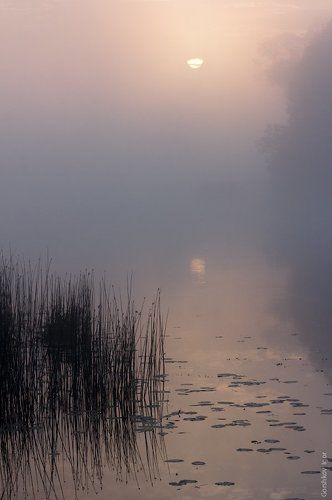 Туманное июньское утро на реке Угре