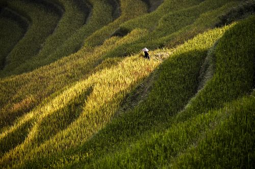 Terrace rice field in asia