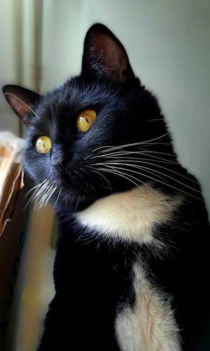 Красота. Чёрная кошка.