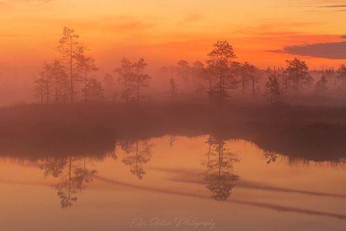 Ранним утром на болоте