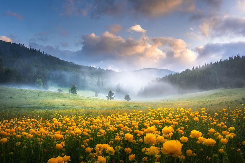 Цветы в горах фото высокого разрешения