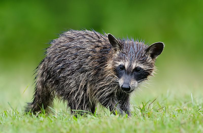 Wet Young Raccoon. Енот-полоскун