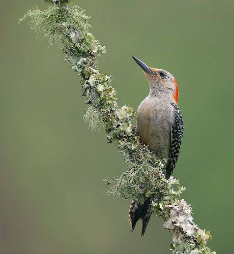 Red-bellied Woodpecker, female -Каролинский меланерпес
