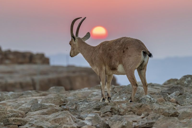 Ibex in sunrise