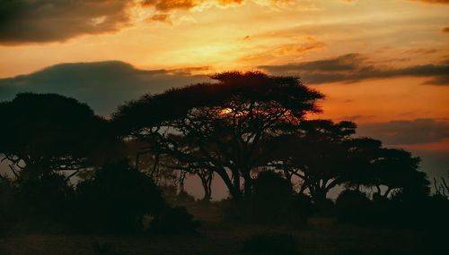 Evening in savanna