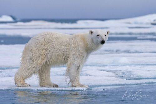 Using Various Focal Lengths in Arctic Wildlife and landscape Photography