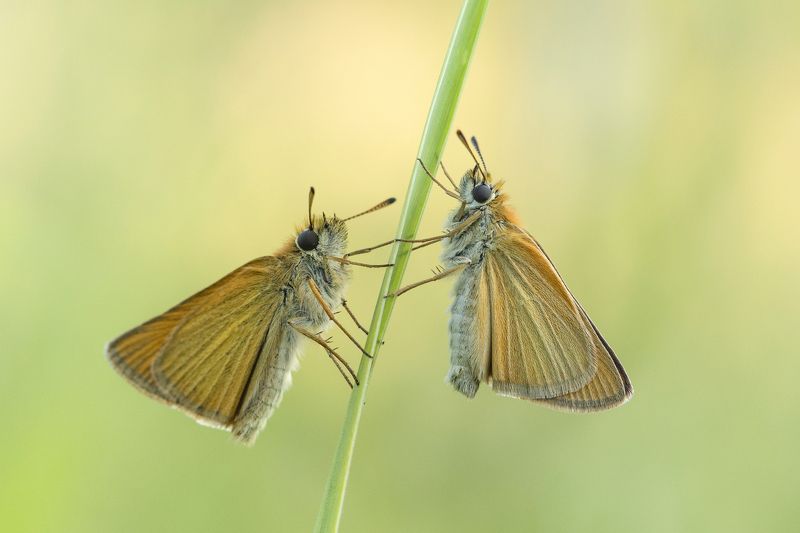 Large skippers