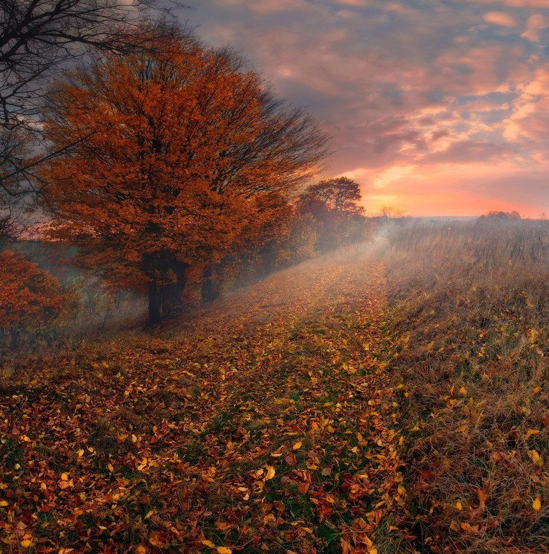 Дорога, Листопад, Осень, Рассвет, Утро Осень как предчувствиеphoto preview