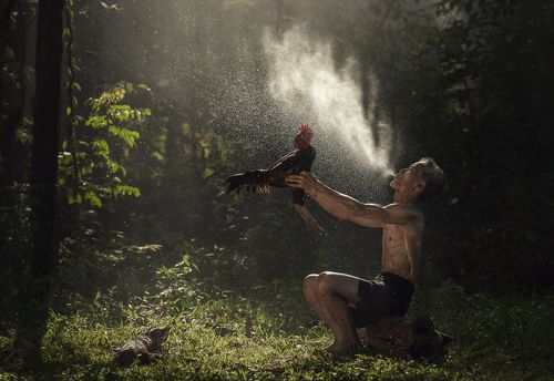Man cleaning Thai gamecock.