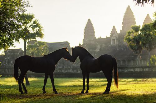 Love in Angkor wat