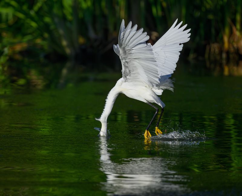 Snowy egret (sequence)