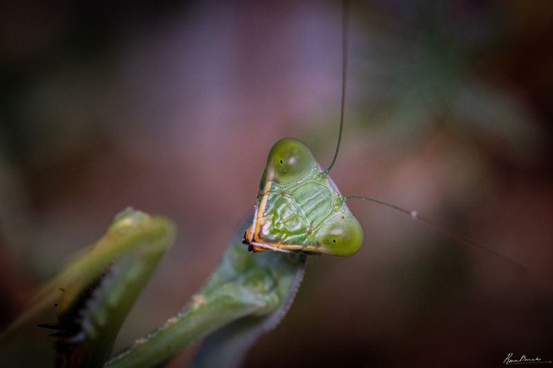 Portrait of a young mantis